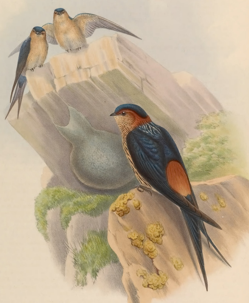 Cecropis daurica (red-rumped swallow); DISPLAY FULL IMAGE.