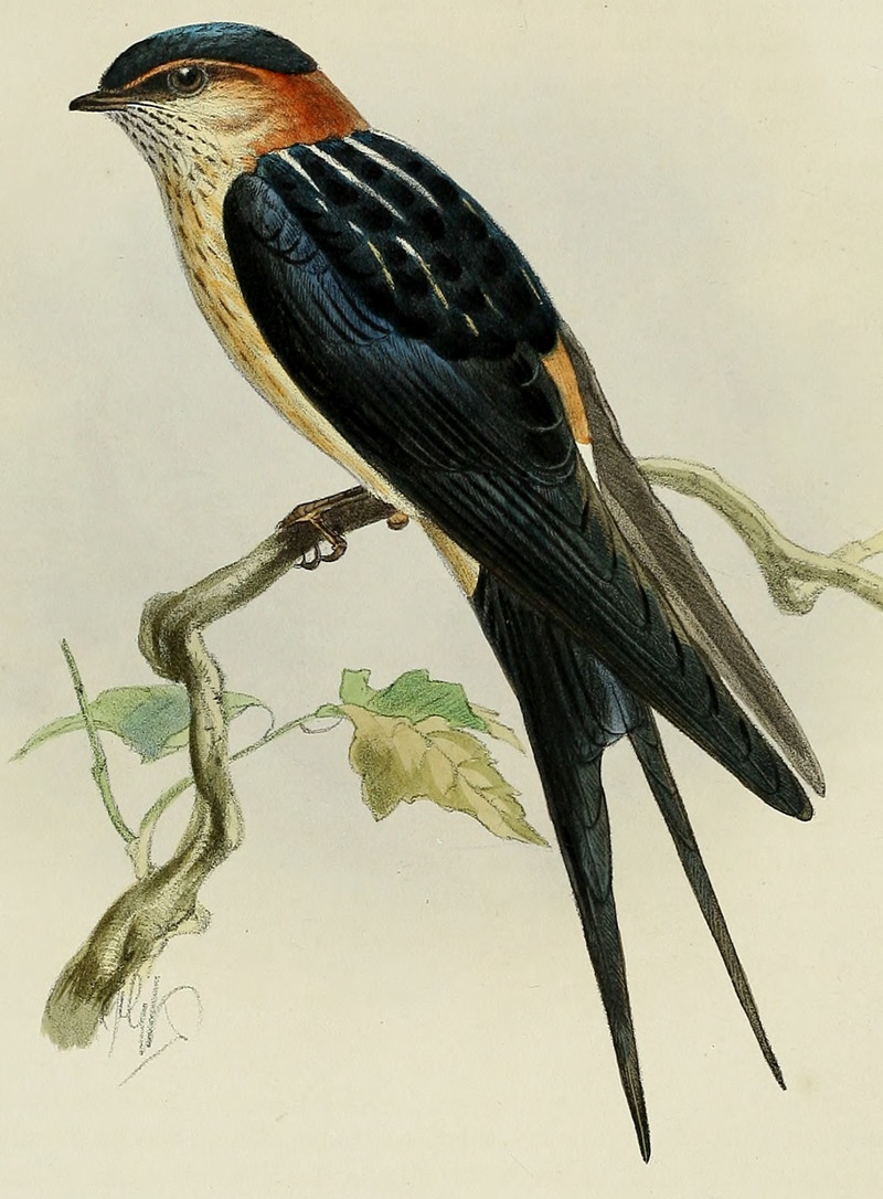 Hirundo rufula = Cecropis daurica (red-rumped swallow); DISPLAY FULL IMAGE.