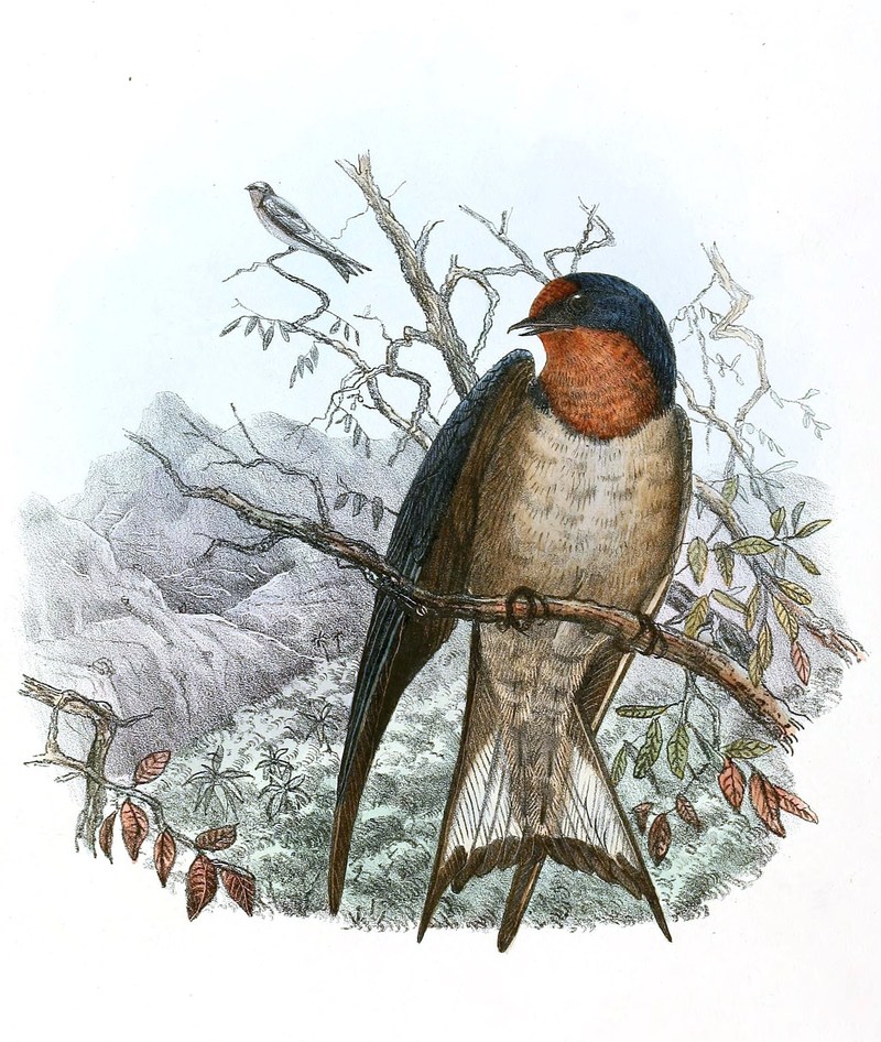 Hirundo angolensis (Angola swallow); DISPLAY FULL IMAGE.