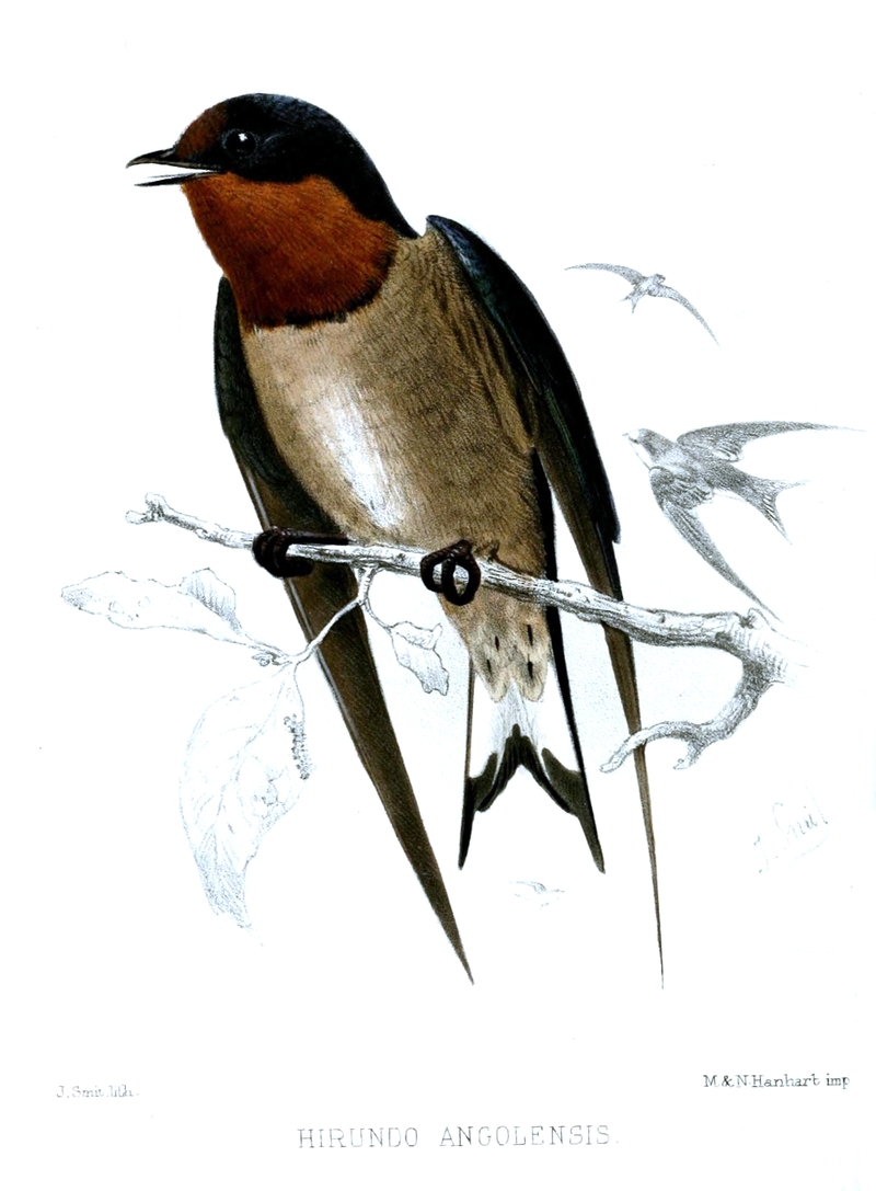 Hirundo angolensis (Angola swallow); DISPLAY FULL IMAGE.