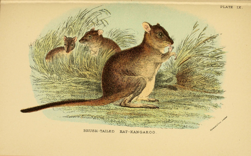 Brush-tailed rat kangaroo = Bettongia penicillata (woylie, brush-tailed bettong); DISPLAY FULL IMAGE.