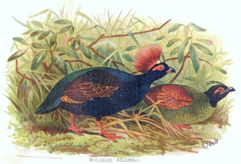 Rollulus rouloul (crested partridge); DISPLAY FULL IMAGE.