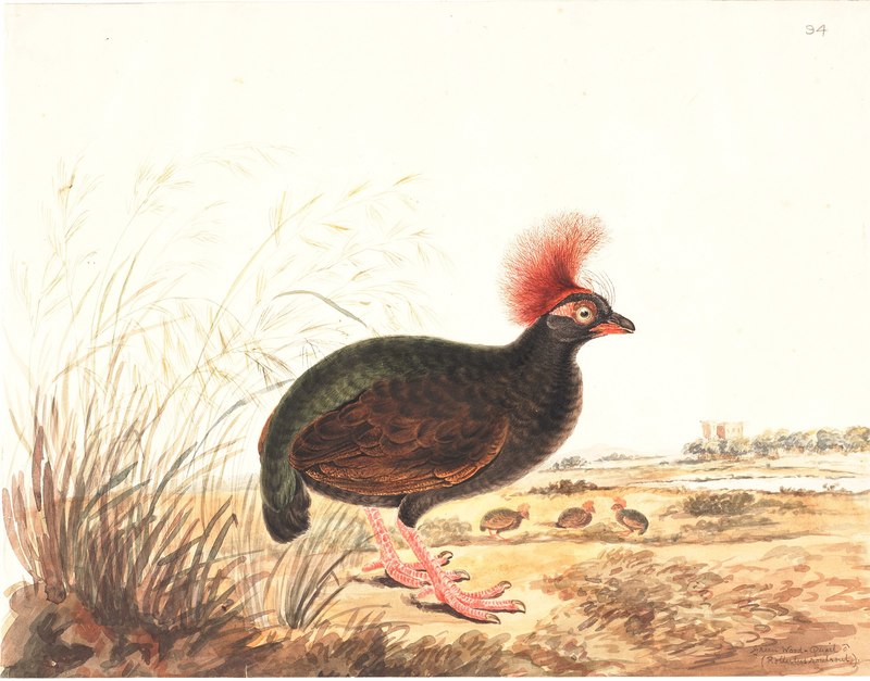 Green Wood Quail = Rollulus rouloul (crested partridge); DISPLAY FULL IMAGE.