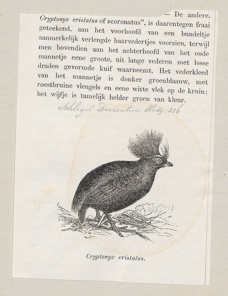 Cryptonix coronatus = Rollulus rouloul (crested partridge) cropped; DISPLAY FULL IMAGE.