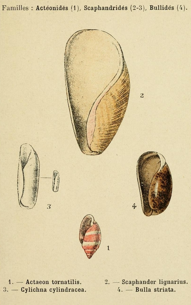 Scaphander lignarius (woody canoe-bubble), Acteon tornatilis (lathe acteon); DISPLAY FULL IMAGE.
