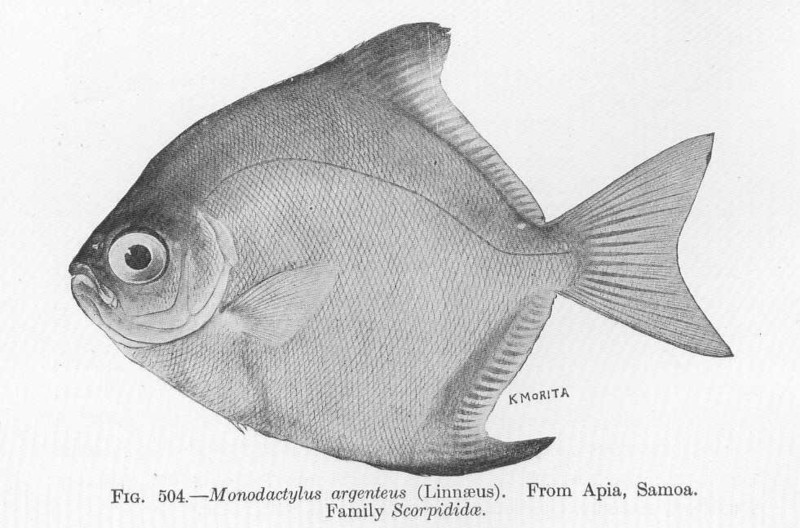 Monodactylus argenteus (silver moonyfish); DISPLAY FULL IMAGE.