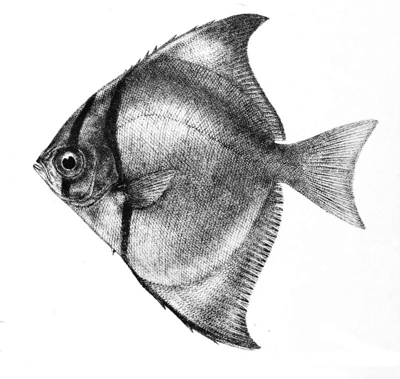 Psettus argenteus = Monodactylus argenteus (silver moonyfish); DISPLAY FULL IMAGE.