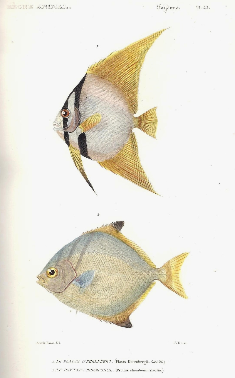 Platax ehrenbergii = Platax orbicularis (orbicular batfish), Psettus rhombeus = Monodactylus argenteus (silver moonyfish); DISPLAY FULL IMAGE.