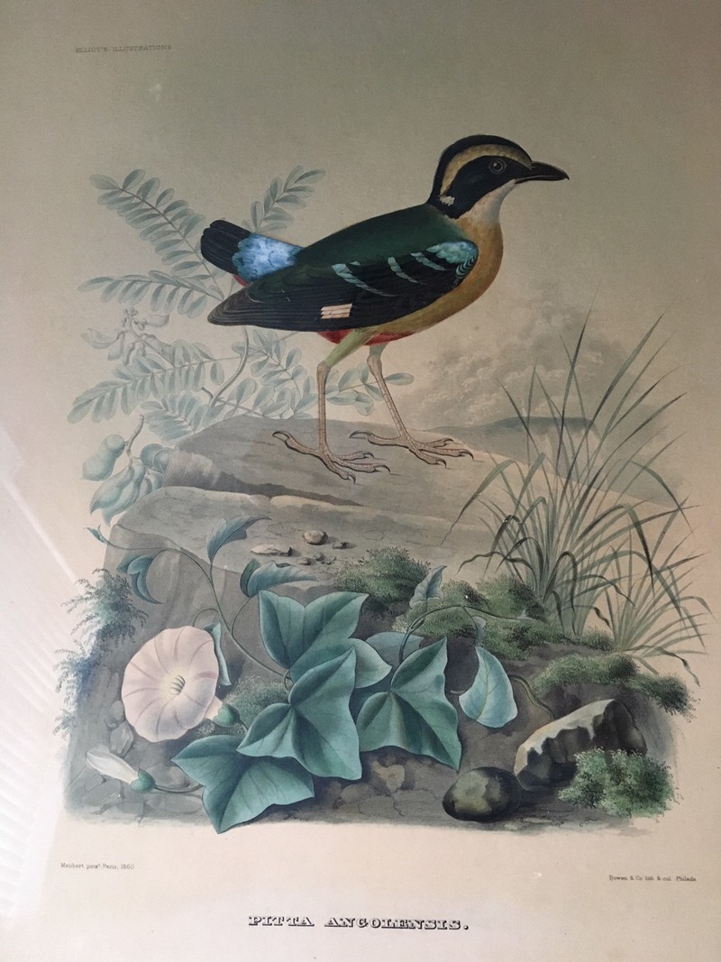 African pitta (Pitta angolensis); DISPLAY FULL IMAGE.