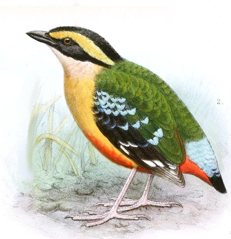 Pitta longipennis = Pitta angolensis longipennis (African pitta); DISPLAY FULL IMAGE.