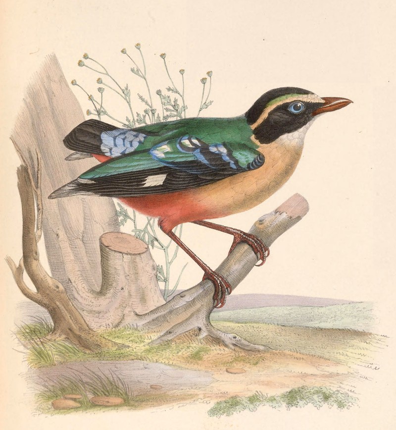 African pitta (Pitta angolensis); DISPLAY FULL IMAGE.