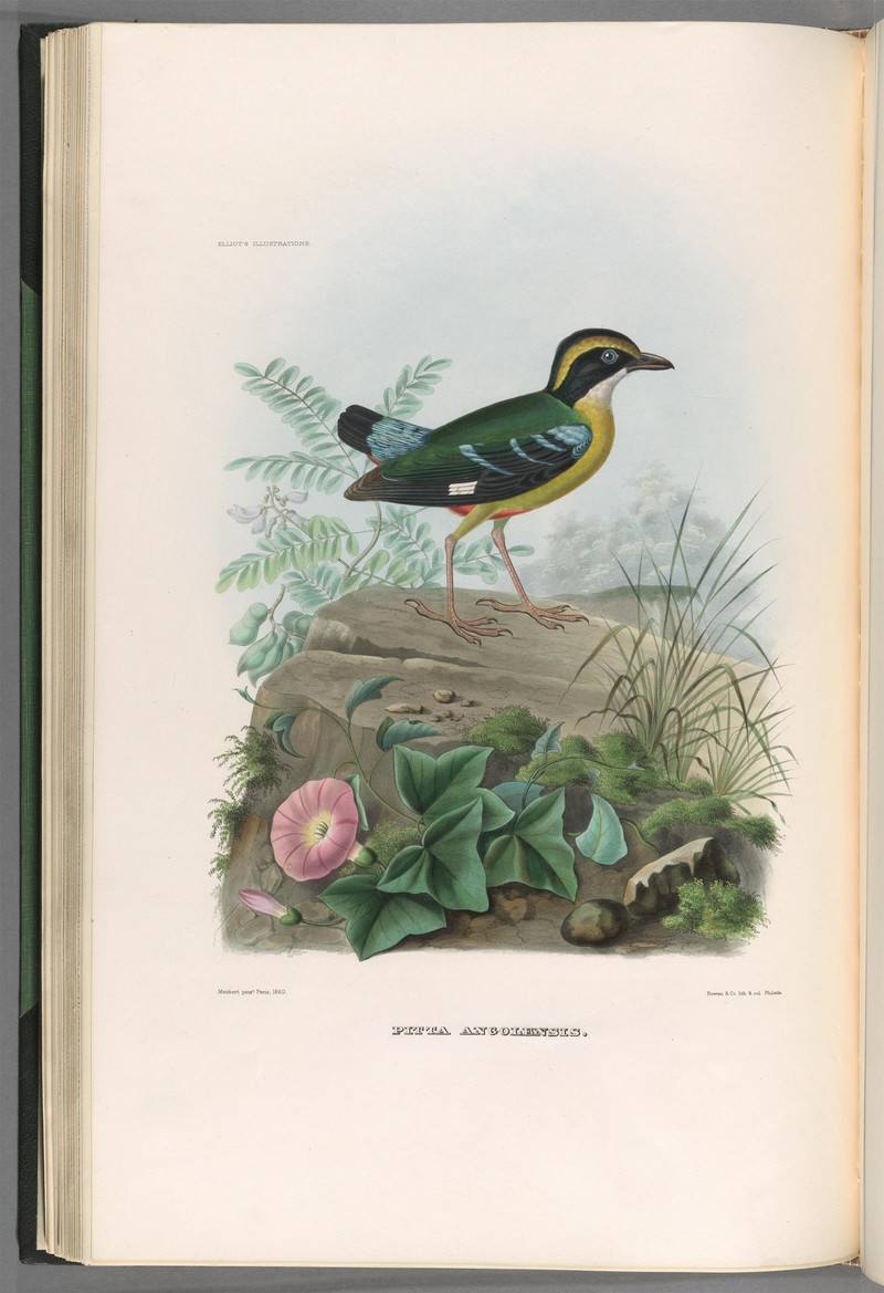 African pitta (Pitta angolensis); DISPLAY FULL IMAGE.