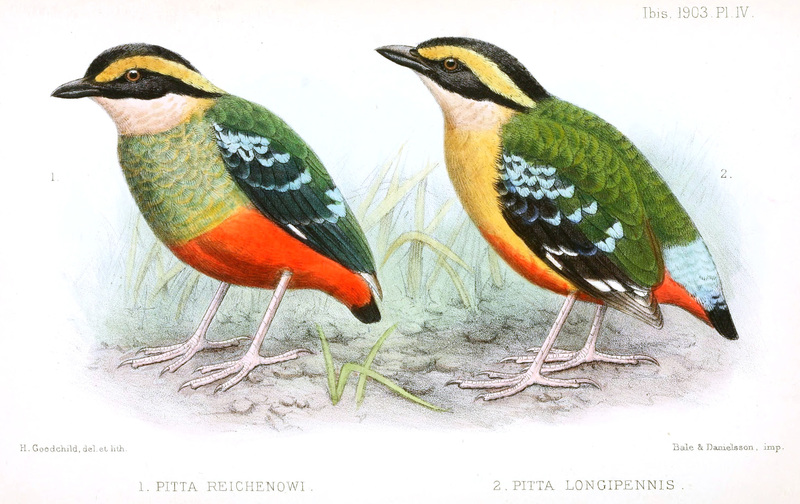 Green-breasted pitta (Pitta reichenowi) & African pitta (Pitta angolensis longipennis); DISPLAY FULL IMAGE.