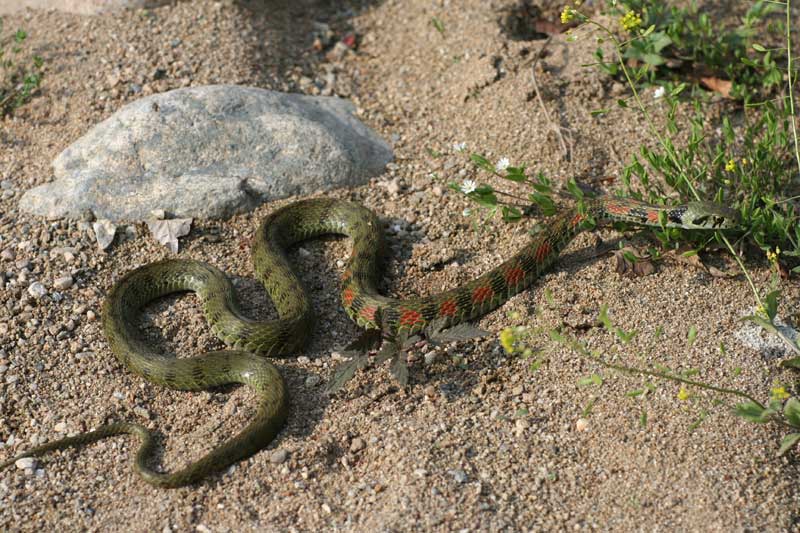 유혈목이 Rhabdophis tigrinus lateralis (Korean Tiger Keelback Snake); DISPLAY FULL IMAGE.