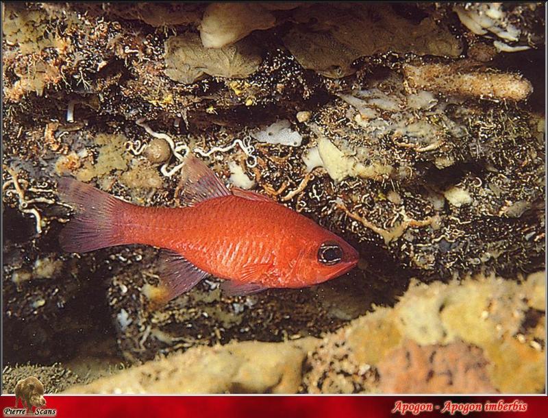 Cardinalfish (Apogon imberbis) {!--붉은동갈돔-->; DISPLAY FULL IMAGE.