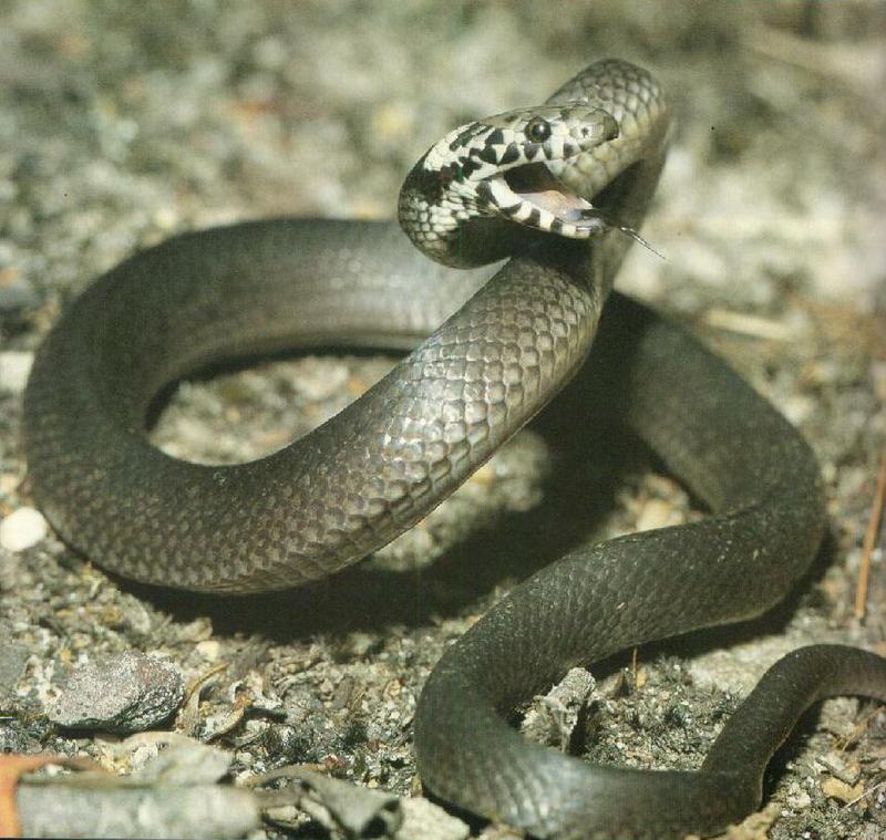 Australian Broad-headed Snake (Hoplocephalus bungaroides) {!--우산코브라-->; DISPLAY FULL IMAGE.