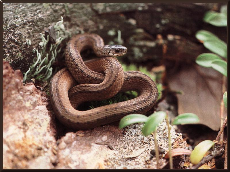 Eastern Brown Snake (Pseudonaja textilis) {!--호주갈색독뱀-->; DISPLAY FULL IMAGE.