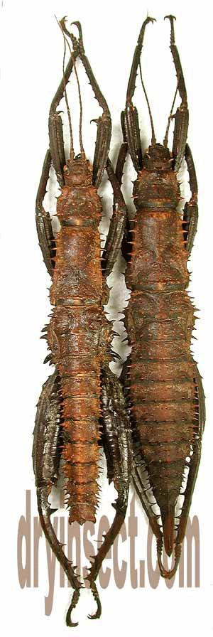 Spiny Devil Walking Stick Eurycantha Horrida Image ONLY