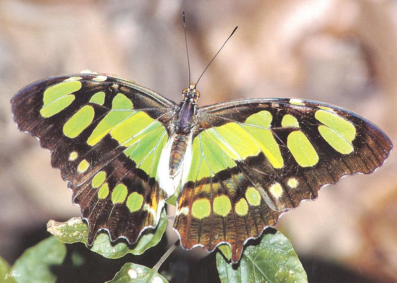 Malachite Butterfly (Siproeta stelenes) {!--아메리카산 네발나비과 나비-->; DISPLAY FULL IMAGE.