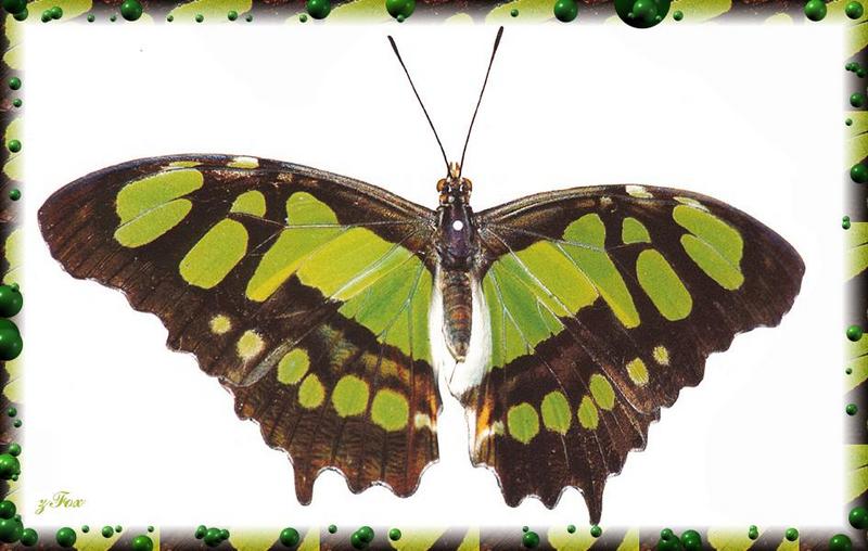 Malachite Butterfly (Siproeta stelenes) {!--아메리카산 네발나비과 나비-->; DISPLAY FULL IMAGE.