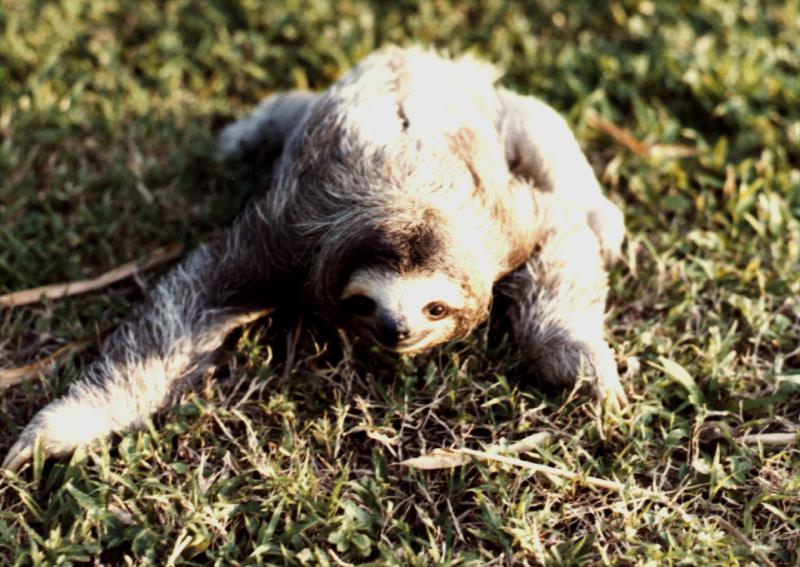 Three-toed Sloth (Bradypus sp.) {!--세가락나무늘보-->; DISPLAY FULL IMAGE.