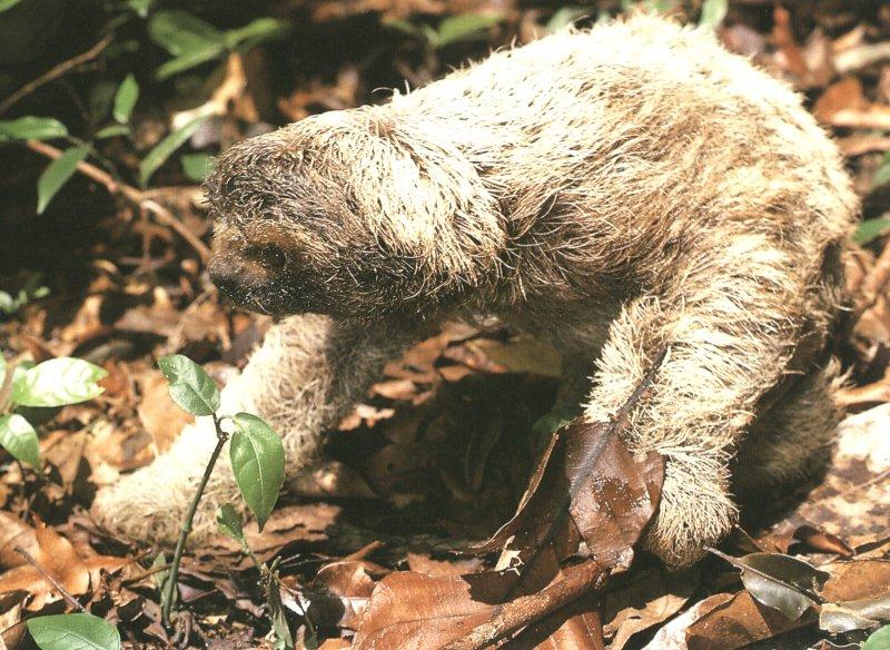Two-toed Sloth (Choloepus sp.) {!--두가락나무늘보-->; DISPLAY FULL IMAGE.