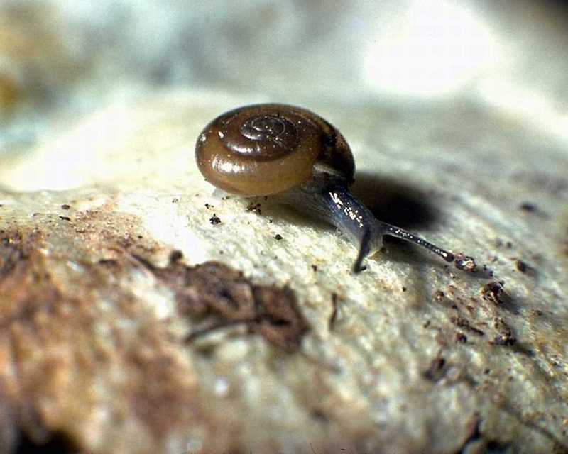 Garden Snail; DISPLAY FULL IMAGE.
