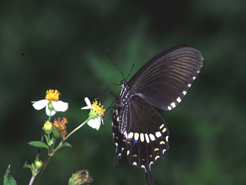 Common Mormon (Papilio polytes) {!--몰몬명주나비-->; DISPLAY FULL IMAGE.