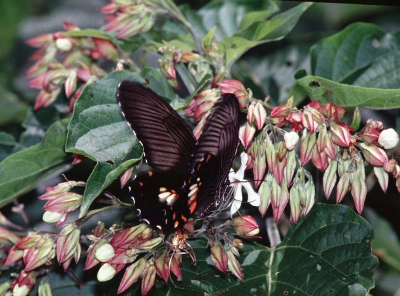 Common Mormon (Papilio polytes) {!--몰몬명주나비-->; DISPLAY FULL IMAGE.