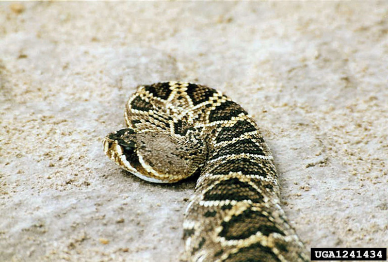 Eastern Diamondback Rattlesnake (Crotalus adamanteus) {!--동부다이아몬드방울뱀-->; DISPLAY FULL IMAGE.