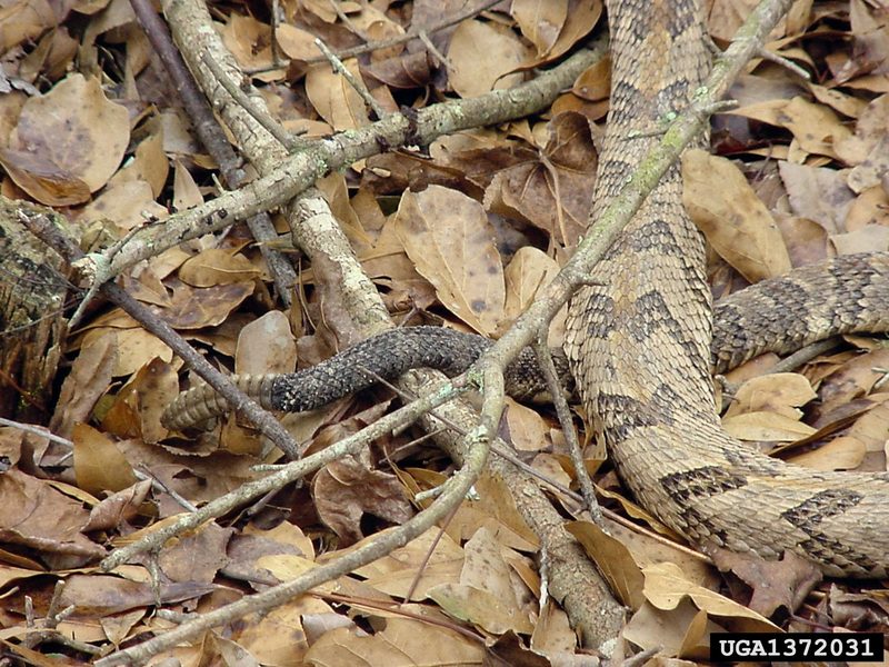 Timber Rattlesnake (Crotalus horridus) {!--검정방울뱀-->; DISPLAY FULL IMAGE.