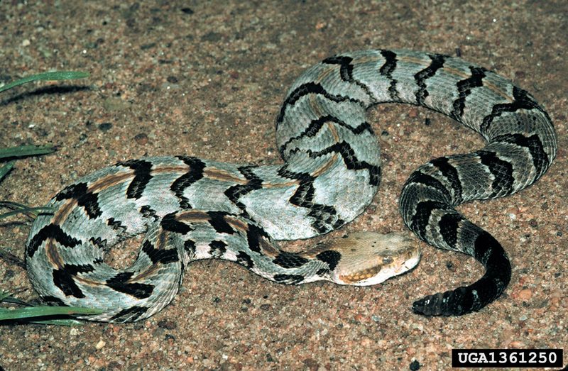 Timber Rattlesnake (Crotalus horridus) {!--검정방울뱀-->; DISPLAY FULL IMAGE.