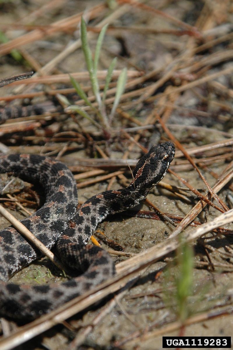 Pygmy Rattlesnake (Sistrurus miliarius) {!--피그미방울뱀(애기방울뱀)-->; DISPLAY FULL IMAGE.