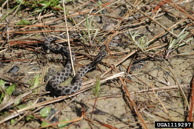 Pygmy Rattlesnake (Sistrurus miliarius) {!--피그미방울뱀(애기방울뱀)-->; DISPLAY FULL IMAGE.