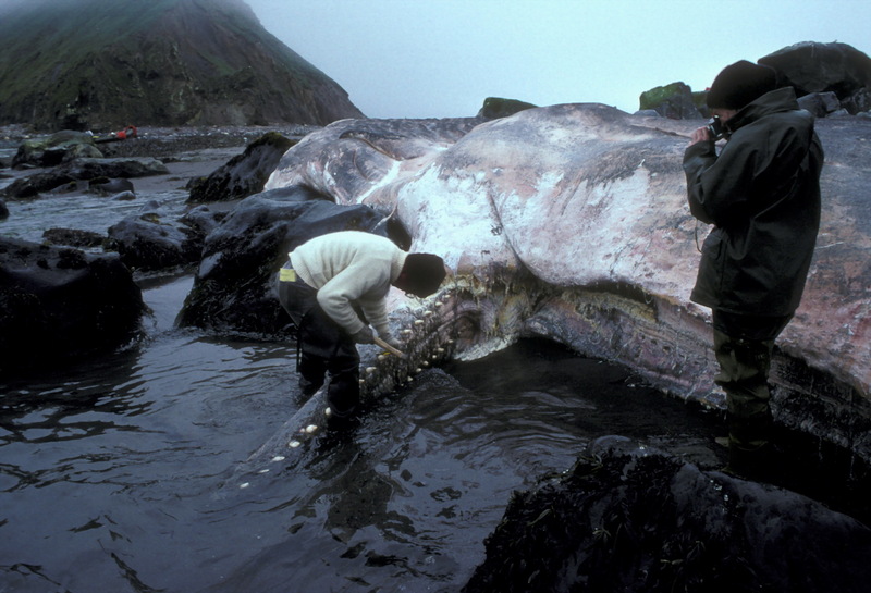 Sperm Whale (Physeter catodon) beached {!--향유고래-->; DISPLAY FULL IMAGE.