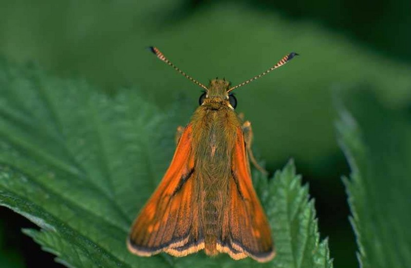 Skipper Butterfly (Hesperiidae) {!--팔랑나비과-->; DISPLAY FULL IMAGE.