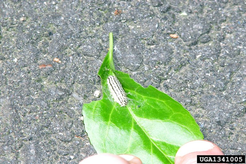 Euonymus Leaf Notcher (Pryeria sinica) larvae {!--노랑털알락나방 애벌레-->; DISPLAY FULL IMAGE.