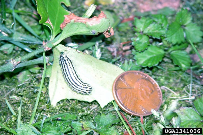 Euonymus Leaf Notcher (Pryeria sinica) larvae {!--노랑털알락나방 애벌레-->; DISPLAY FULL IMAGE.