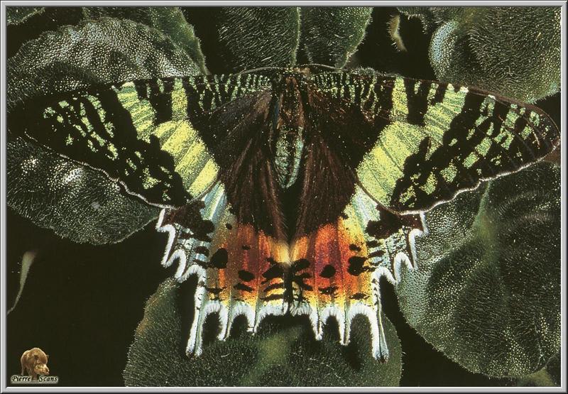 Sunset Moth (Urania ripheus) {!--노을나방-->; DISPLAY FULL IMAGE.