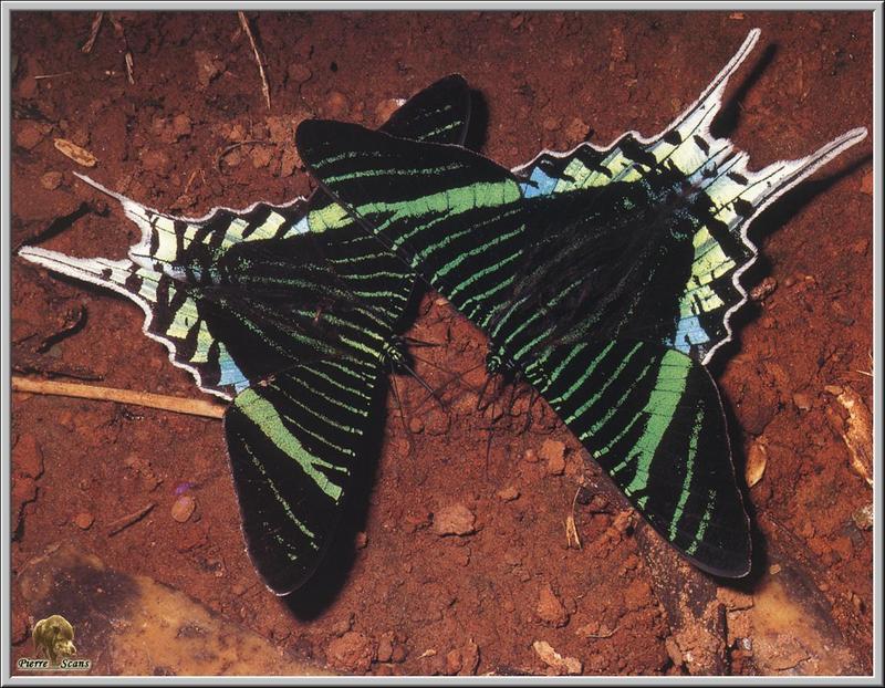 Green Padge Moth (Urania leilus) {!--청띠제비나방(남미)-->; DISPLAY FULL IMAGE.