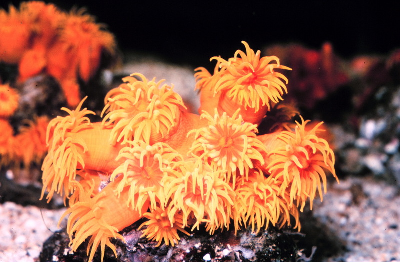 Sun Coral (Tubastrea sp.) {!--돌산호류-->; DISPLAY FULL IMAGE.