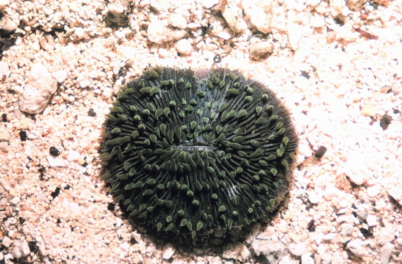 Mushroom Coral (Fungia scutaria) {!--버섯산호-->; DISPLAY FULL IMAGE.