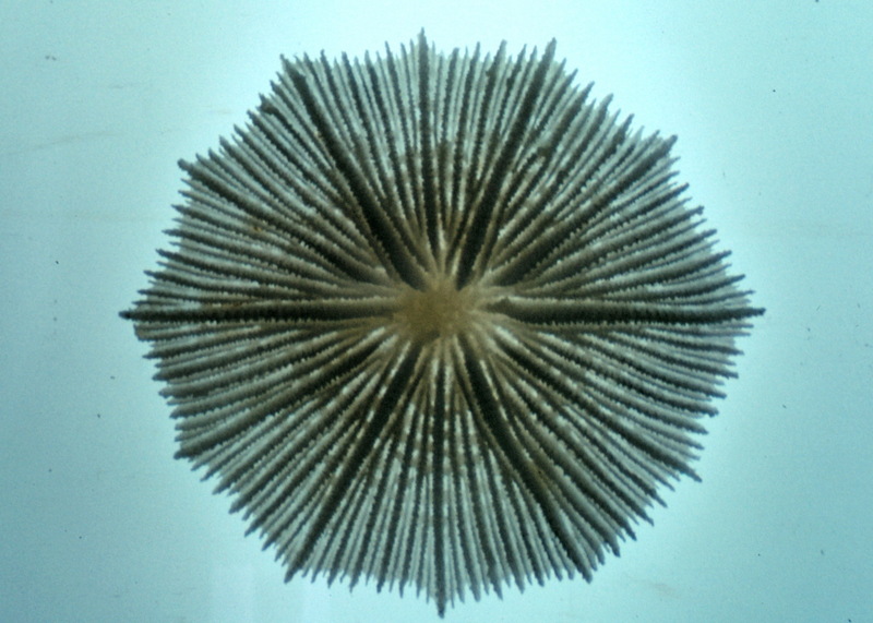 Mushroom Coral (Fungia integra) {!--버섯산호-->; DISPLAY FULL IMAGE.
