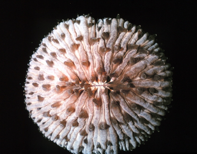 Mushroom Coral (Fungia integra) {!--버섯산호-->; DISPLAY FULL IMAGE.