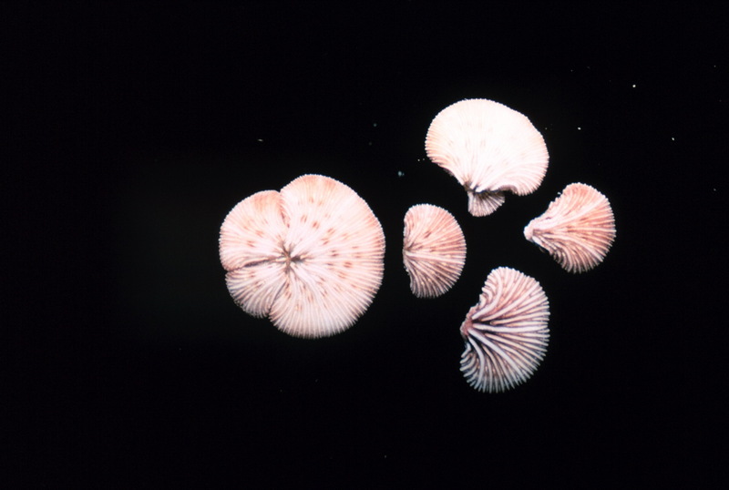 Mushroom Coral (Fungia sp.) {!--버섯산호-->; DISPLAY FULL IMAGE.