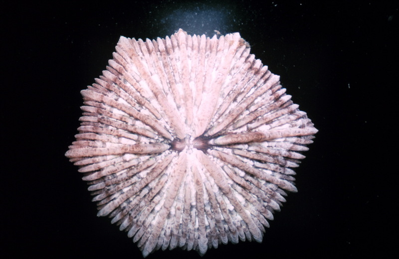 Coral polyp (Anthozoa) {!--산호 폴립-->; DISPLAY FULL IMAGE.