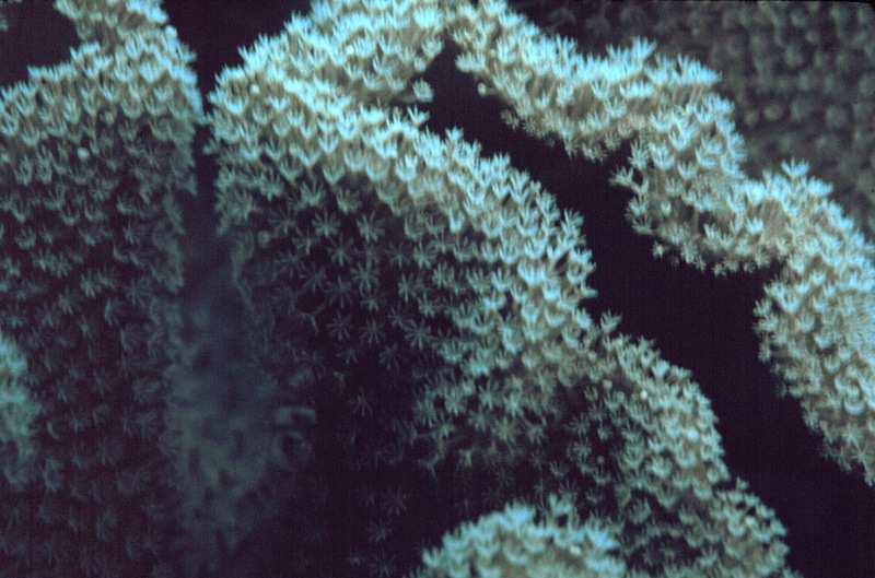 Coral polyps (Anthozoa) {!--산호 폴립-->; DISPLAY FULL IMAGE.