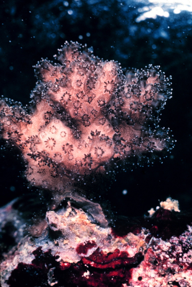 Coral polyps (Anthozoa) {!--산호 폴립-->; DISPLAY FULL IMAGE.