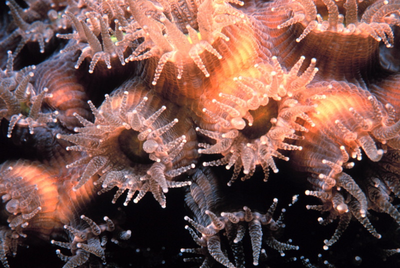 Coral polyps (Anthozoa) {!--산호 폴립-->; DISPLAY FULL IMAGE.