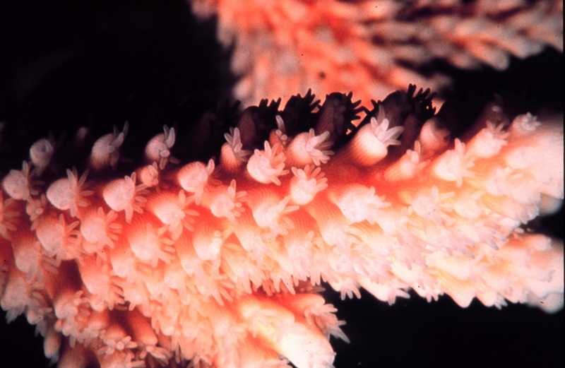 Staghorn Coral polyps (Anthozoa) {!--가지뿔산호 폴립-->; DISPLAY FULL IMAGE.